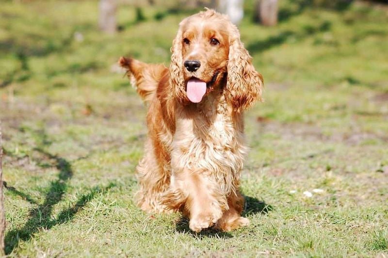 Cocker Spaniel: The Tender-Hearted Merry Companion