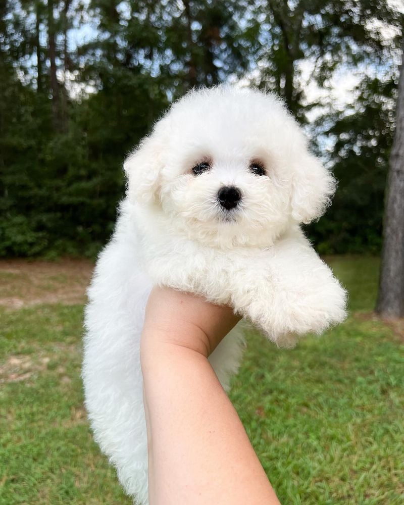 Bichon Frise: Cotton-Ball Cuddle Experts