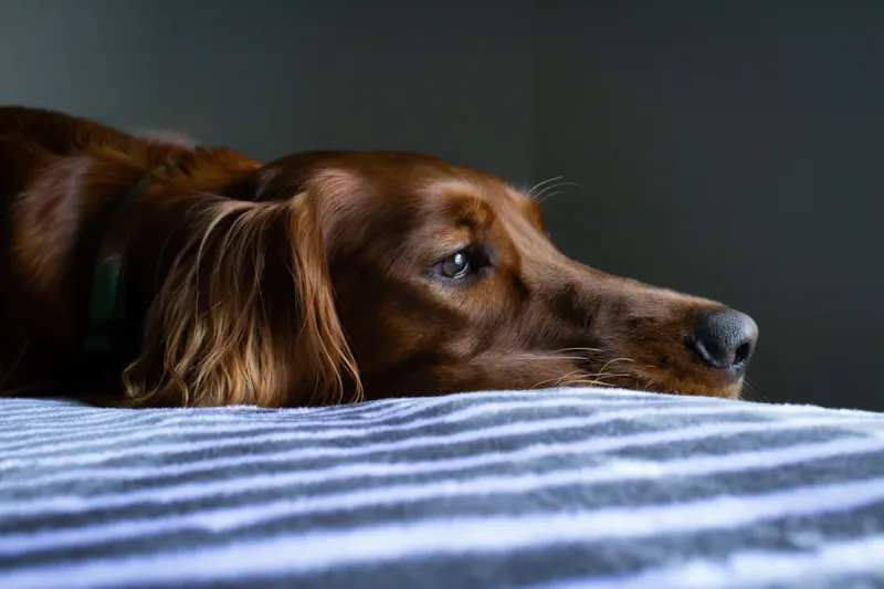 Look Out for Grieving in Other Pets