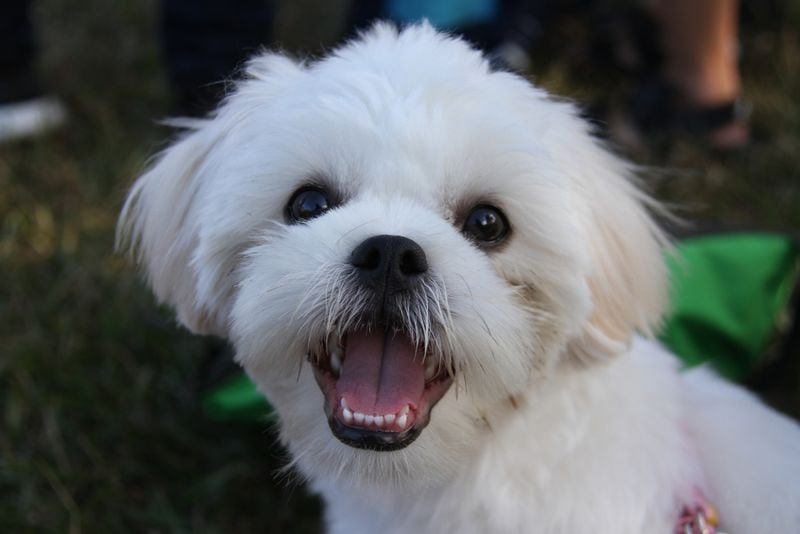 Maltese