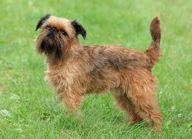 Brussels Griffon