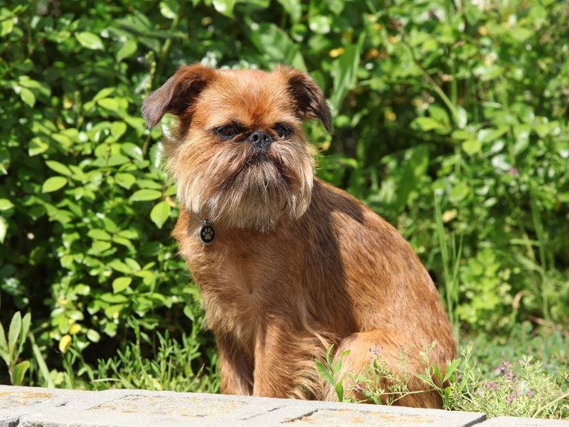 Brussels Griffon