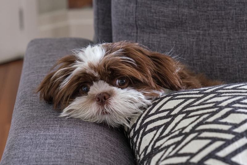 Shih Tzu: Pint-Sized Relaxation Specialists