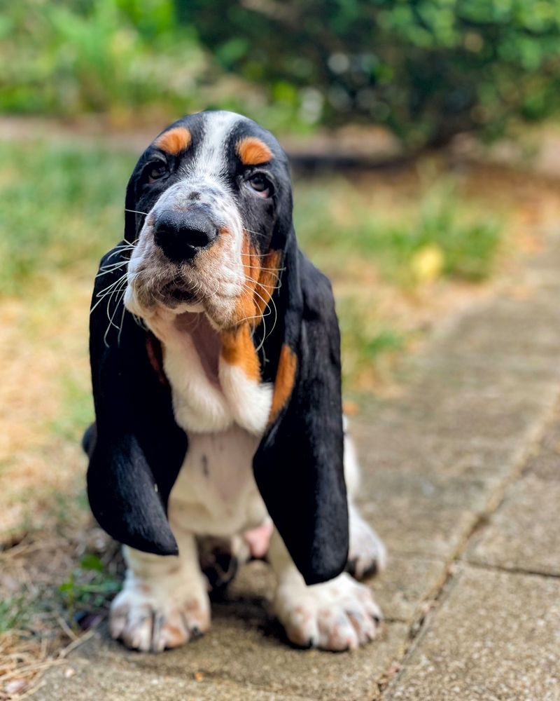 Basset Hound: Nose First, Commands Second