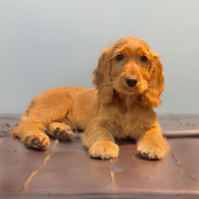 Cocker Spaniel