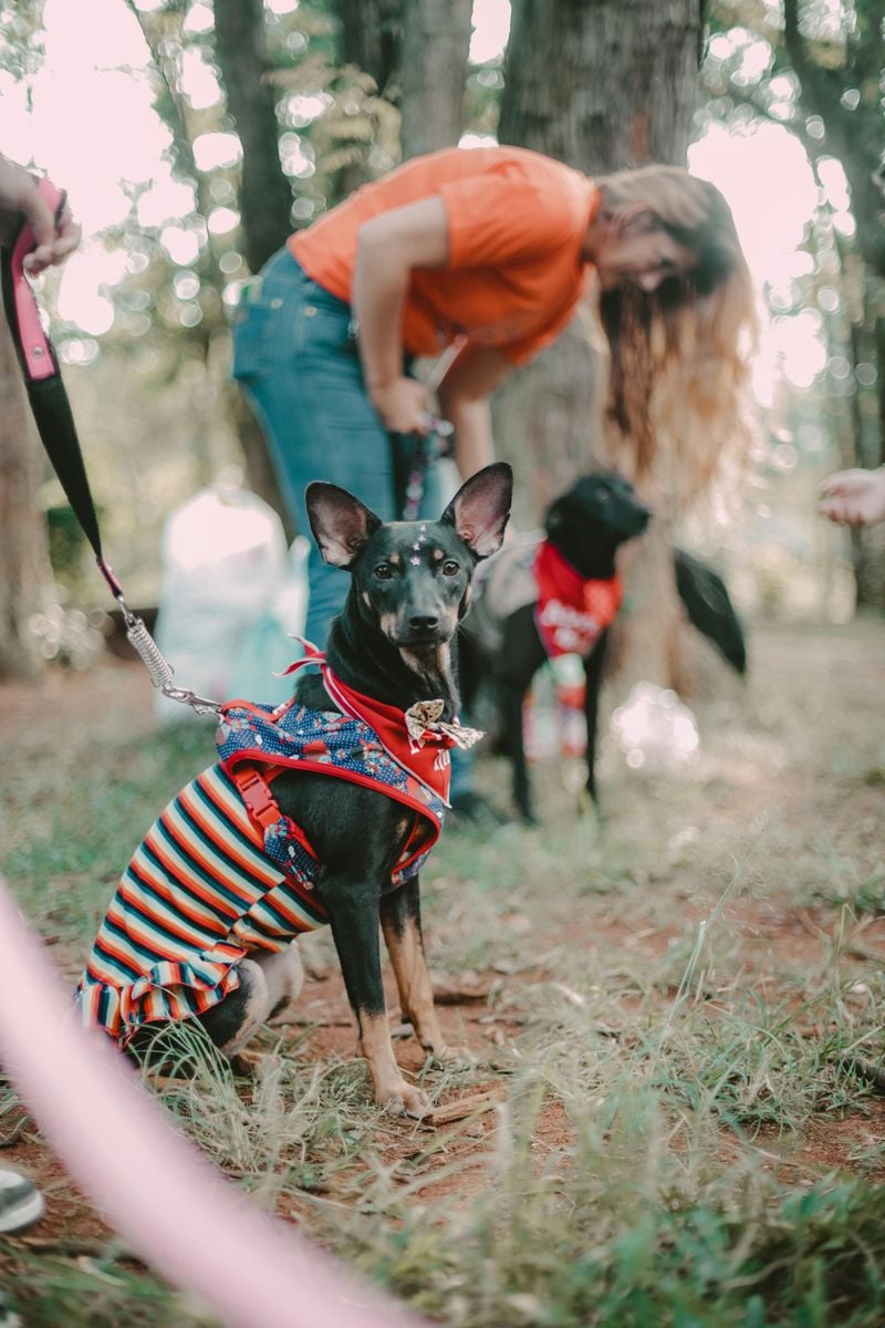 Manchester Terrier
