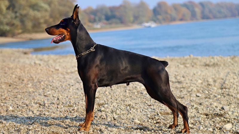 Doberman Pinscher: Sleek Protectors With Intense Energy Needs