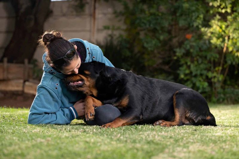 Rottweiler: Misunderstood Guardian Angels