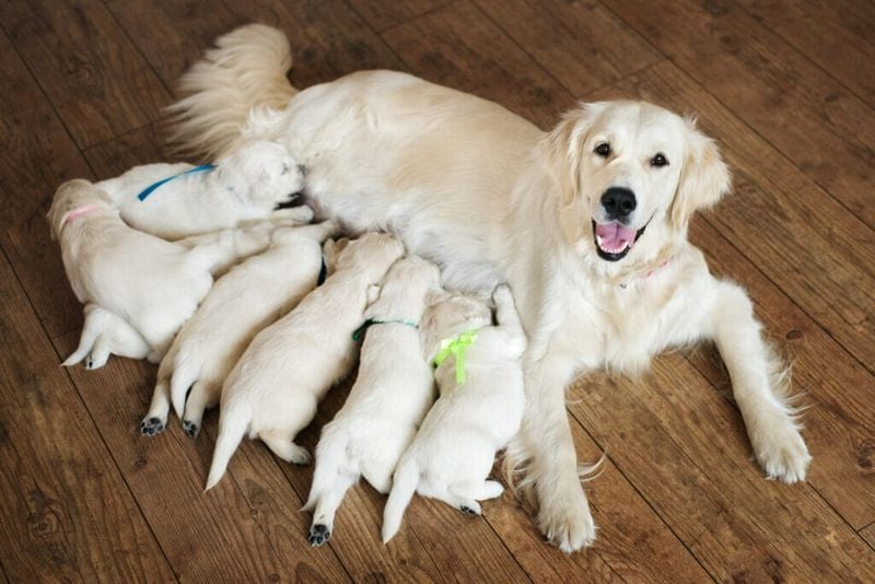 Partner with a Responsible Breeder