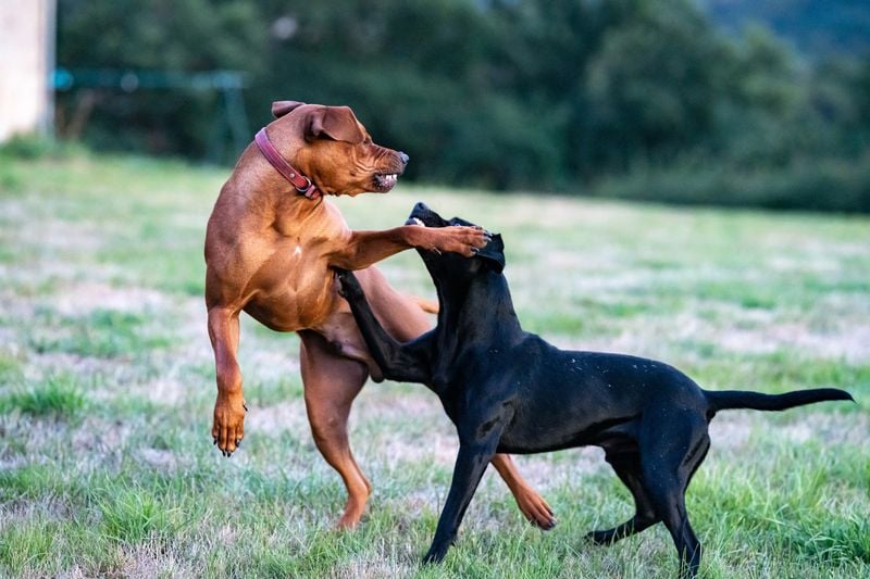 Sudden Aggression
