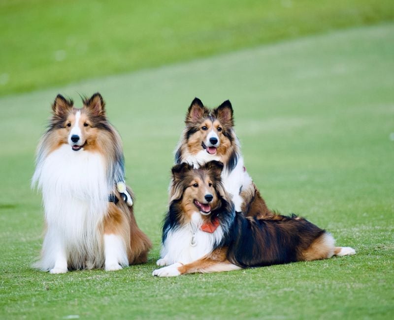 Shetland Sheepdog