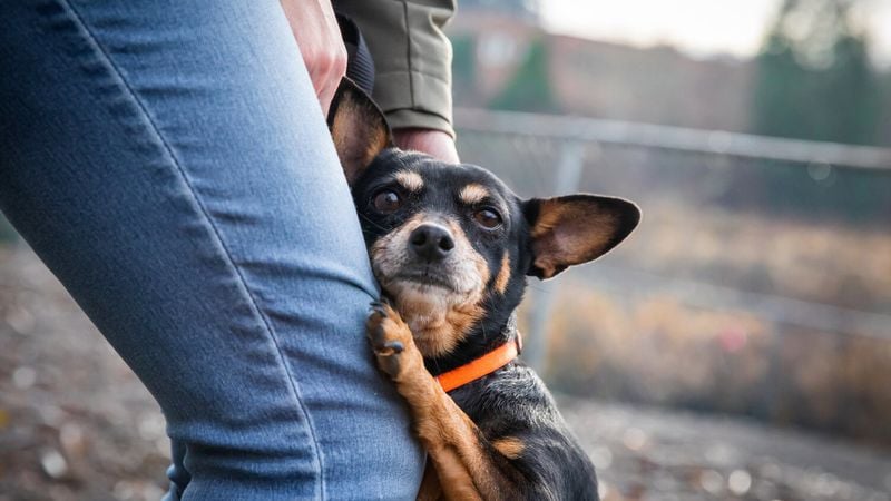 Rescue Trauma: Past Experiences Shape Present Fears