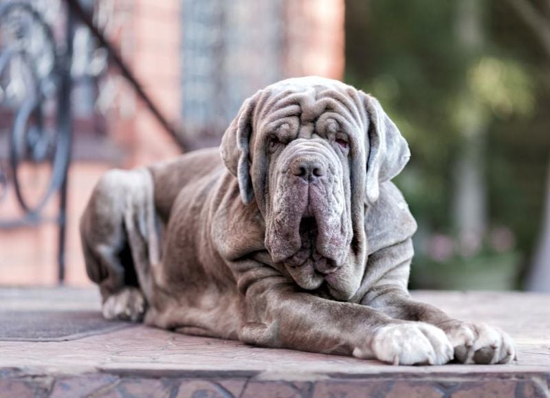 Neapolitan Mastiff