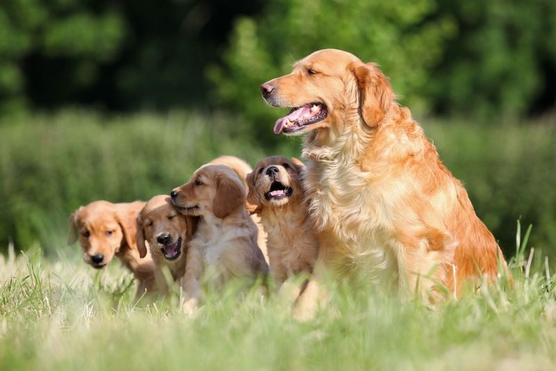 Which Golden Retriever Is Right for You?