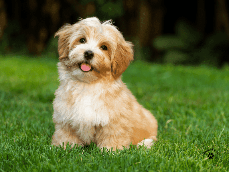 Havanese