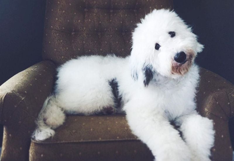 Sheepadoodle Size Varieties