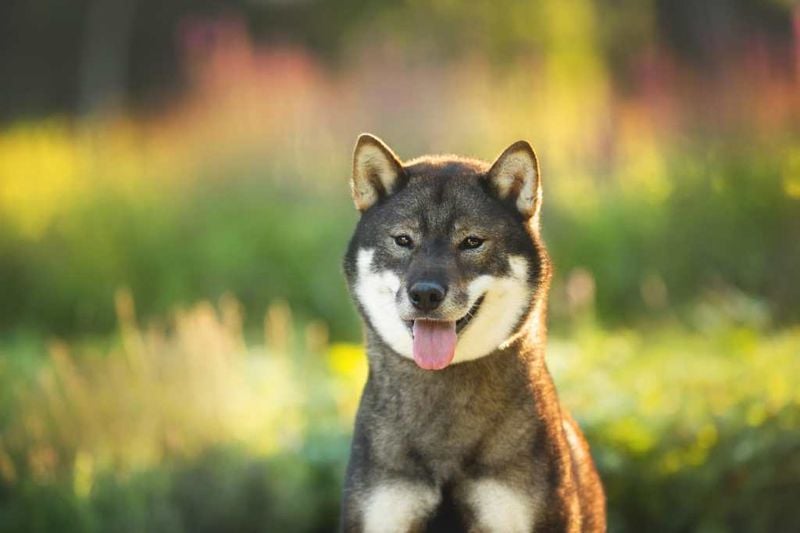 Shikoku: The Silent Japanese Mountain Dog