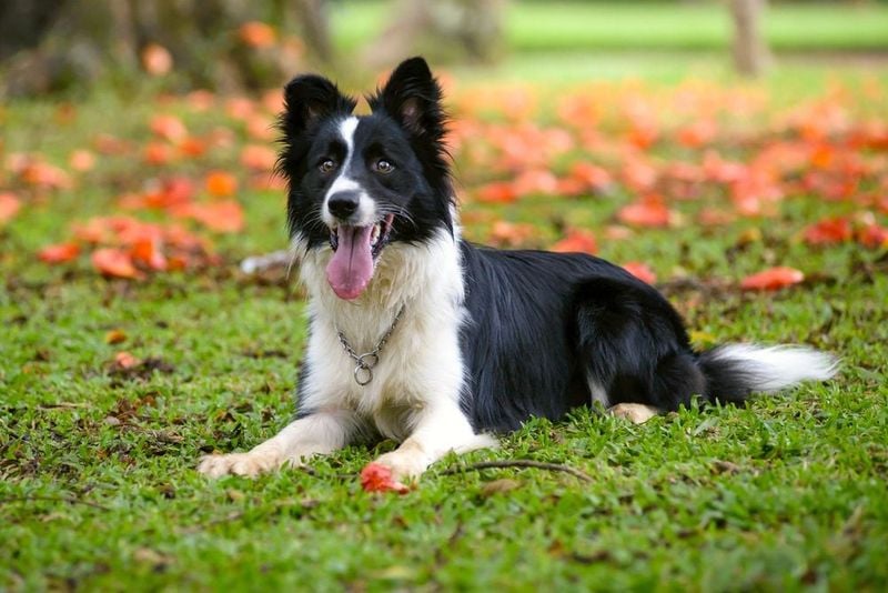 Border Collie: The Straight-A Student