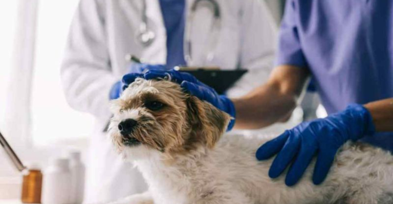 Familial Kidney Disease in Dogs: Early Signs, Risks, and What to Do