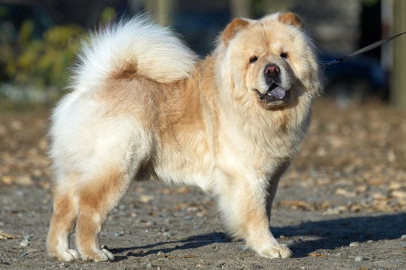 Blue-Tongued Chow Chow - The Regal Chinese Treasure