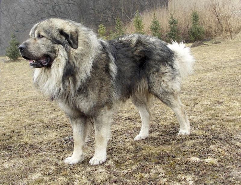 Sarplaninac: The Balkan Battlefield Guardian