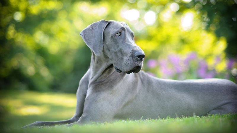 Great Dane: The Apollo of Dogs
