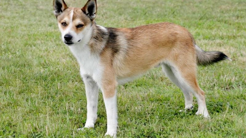 Norwegian Lundehund: The Six-Toed Puffin Hunter