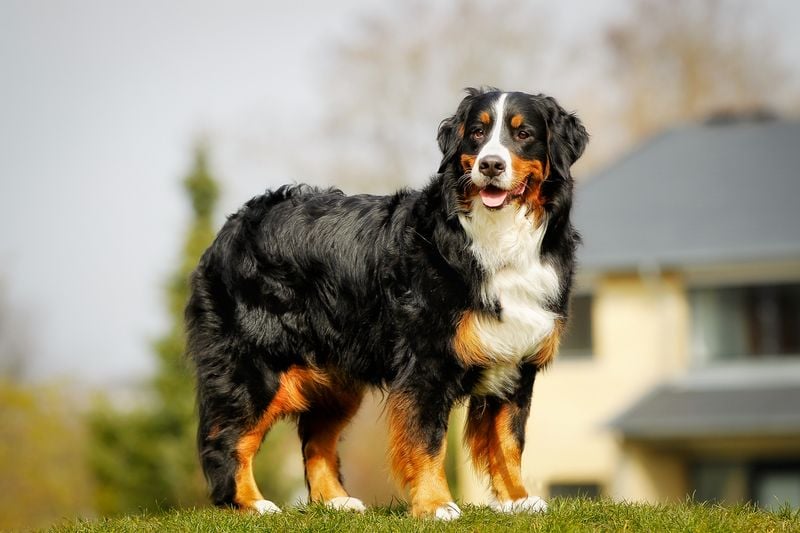 Bernese Mountain Dog: The Steady Companion