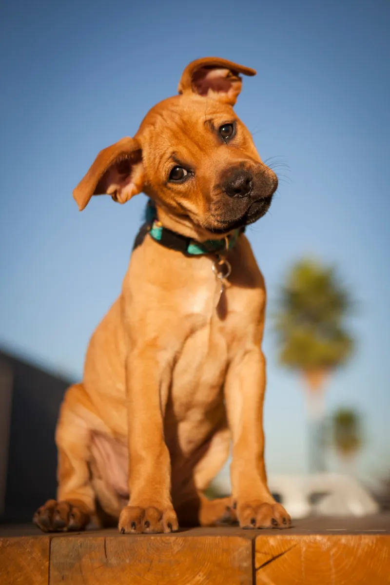 Boxador – Boxer × Labrador Retriever