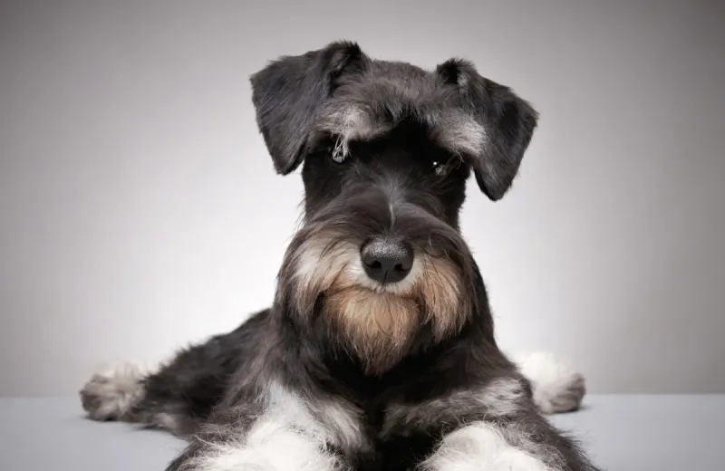 Miniature Schnauzer: The Bearded Guardian