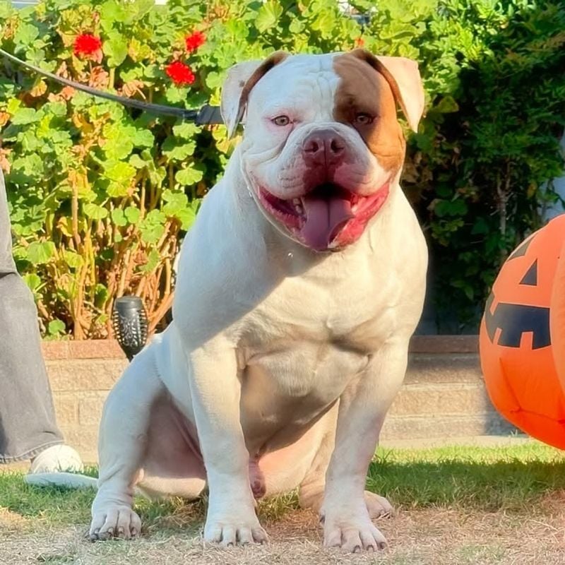 American Bulldog