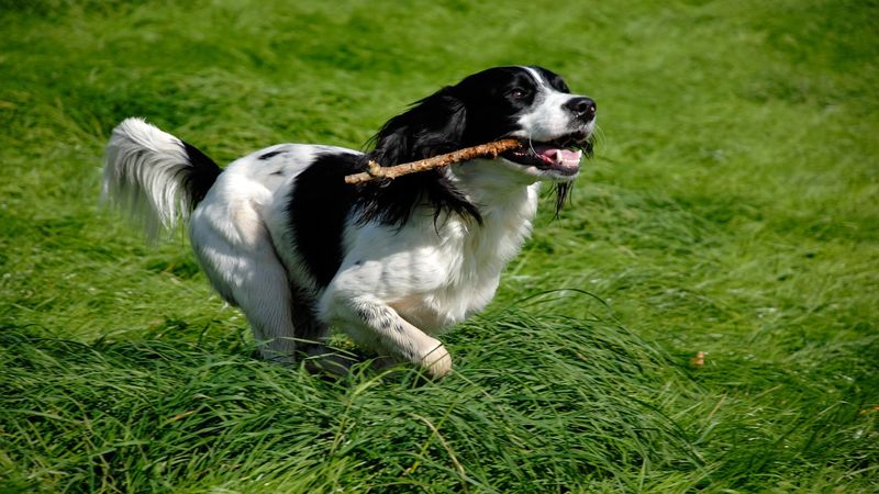 English Springer Spaniel