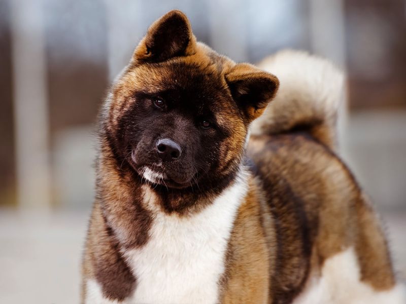 Akita: Loyal but Challenging Guardian