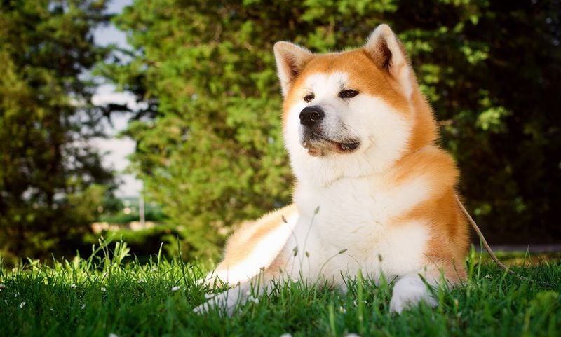 Akita