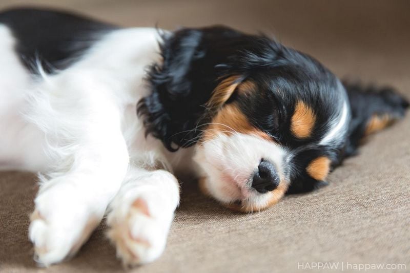 Cavalier King Charles Spaniel: Royal Relaxation Experts