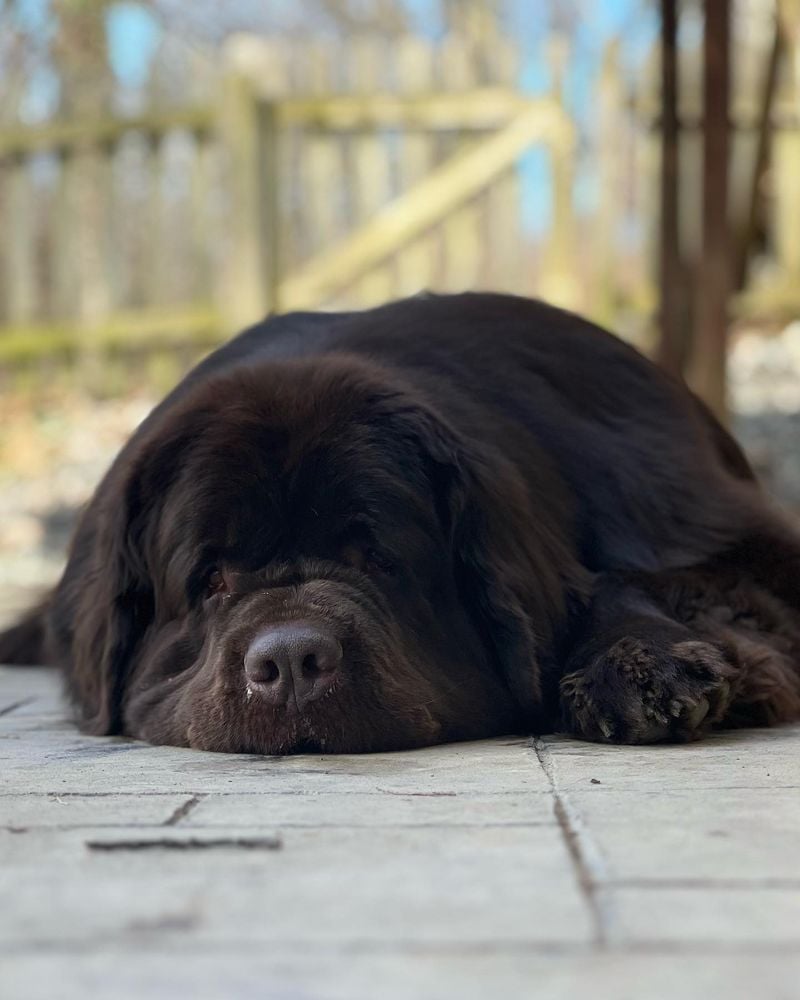 Newfoundlands