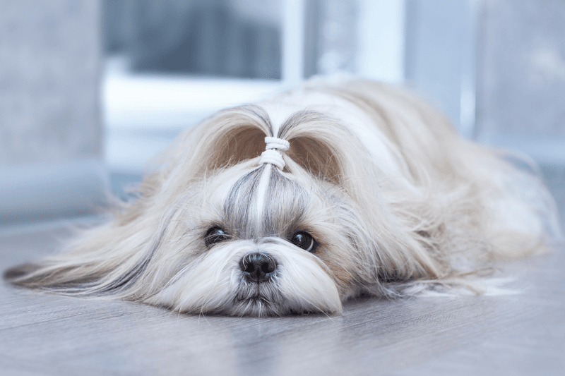 Shih Tzu: The Little Lion with a Big Heart
