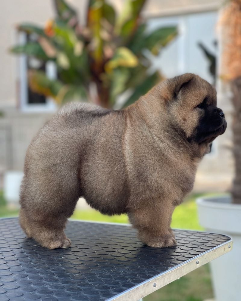 Chow Chow