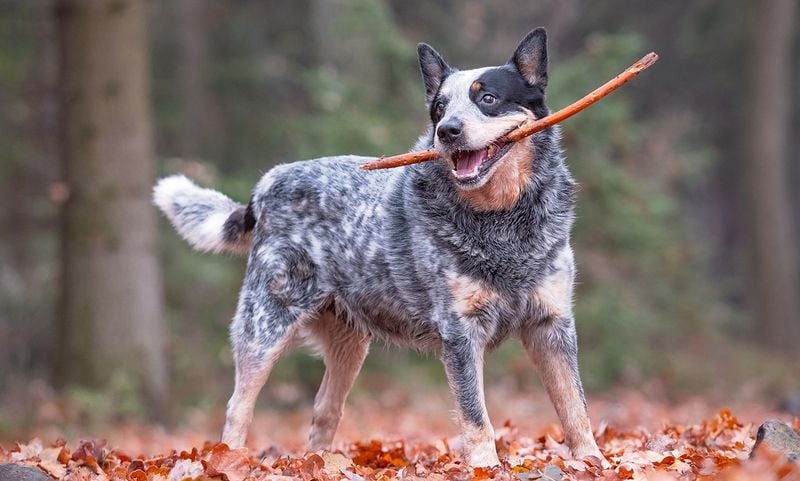 Australian Cattle Dogs