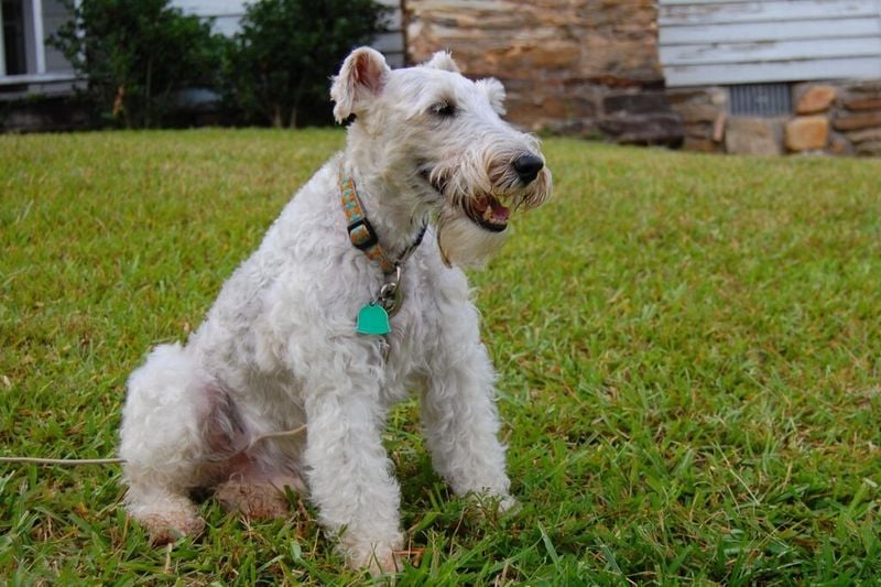 Snowy (The Adventures of Tintin)