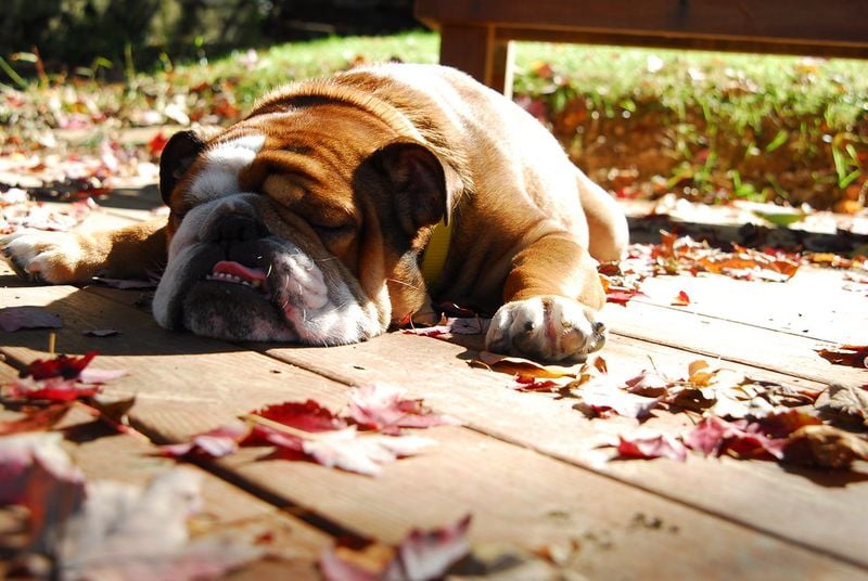 Bulldog
