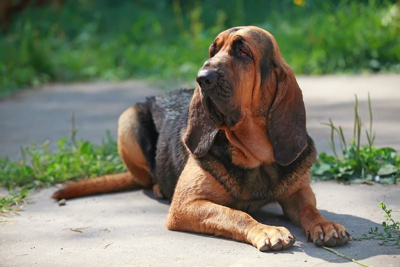 Bloodhound: The Nose-Driven Detective