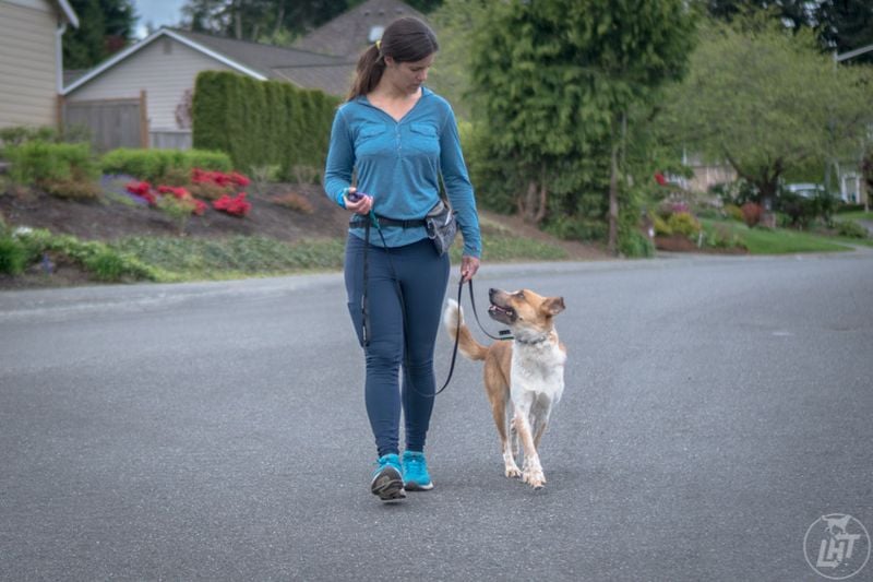 Direction Changes Keep Your Dog Focused