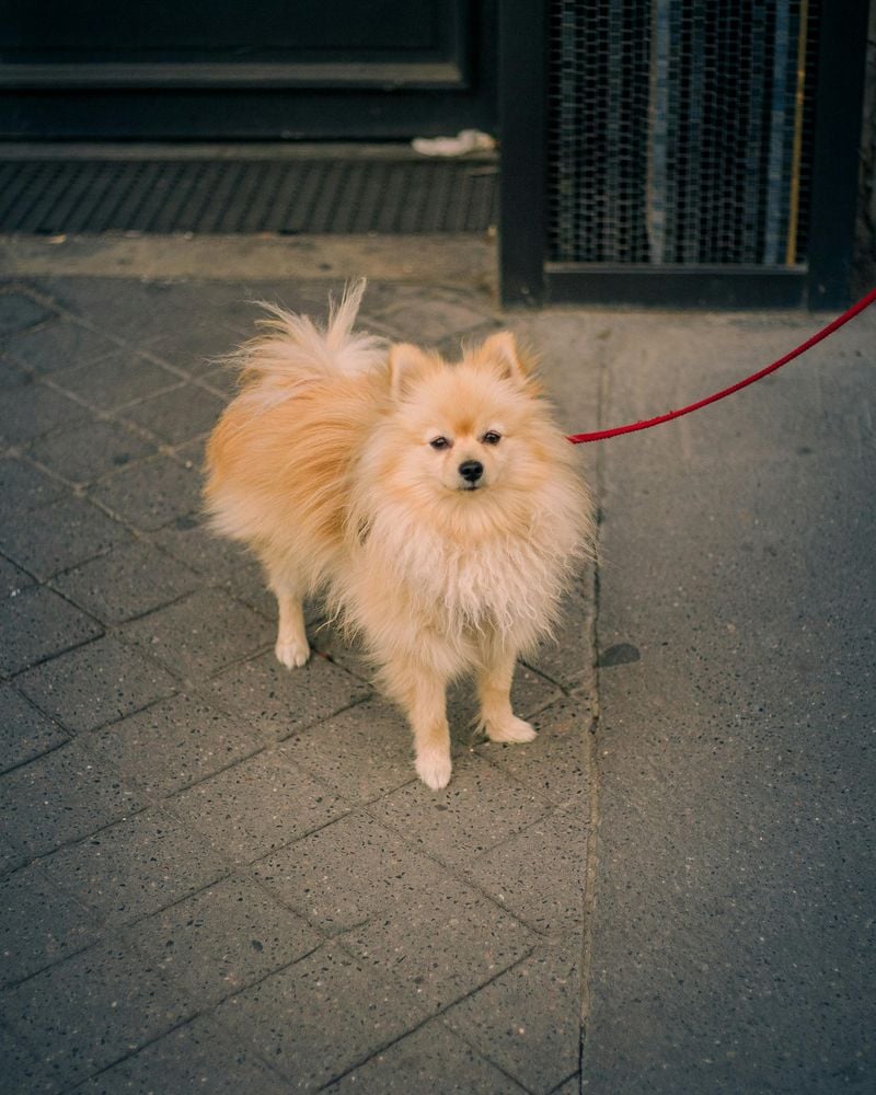 Pomeranian