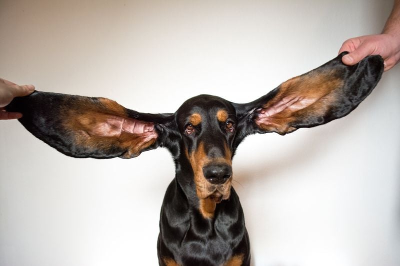 Black and Tan Coonhound