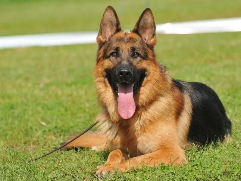 King Shepherd