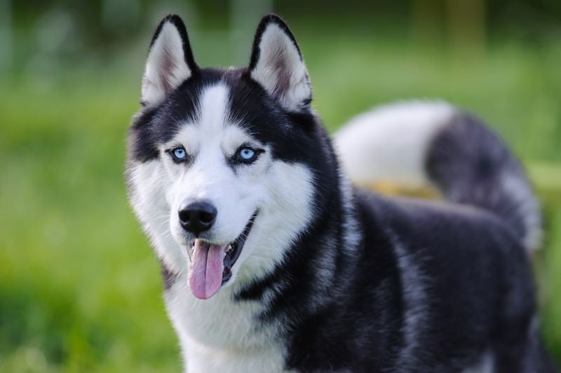 Siberian Husky: The Emotional Conversationalist