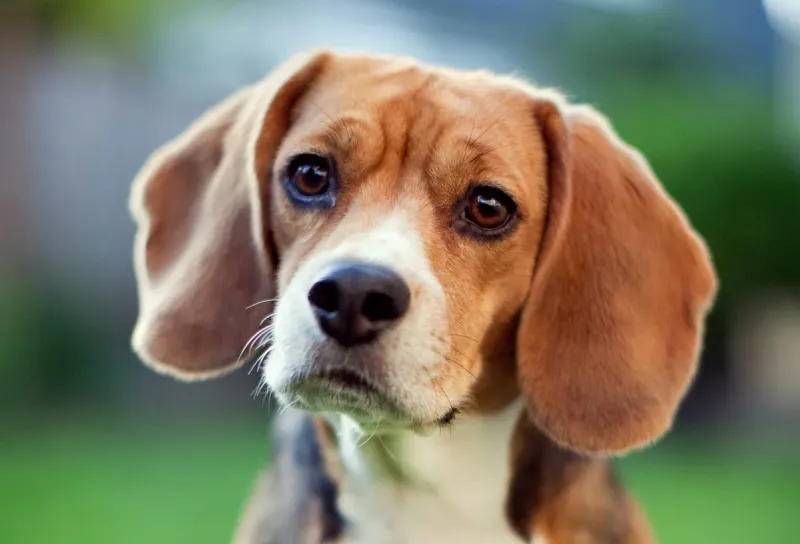 Beagle: The Nose That Never Rests