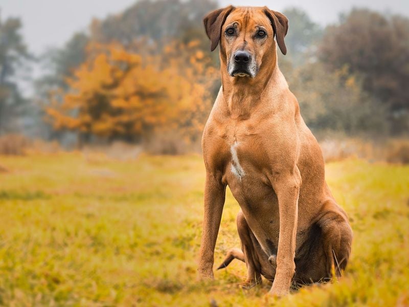 Rhodesian Ridgeback: The Lion Hunter