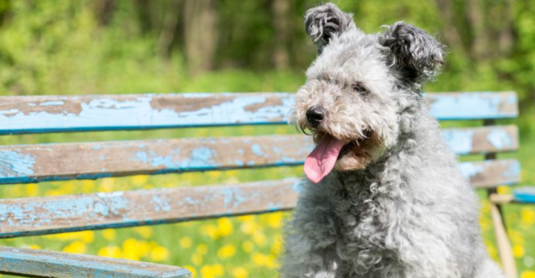 Get to Know the Pumi: 13 Traits That Prove This Dog’s the Total Package